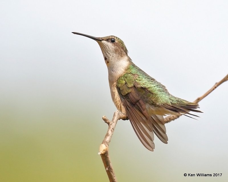 Ruby-throated Hummingbird immature male, Rogers Co yard, OK, 9-5-17, Jda_13523.jpg