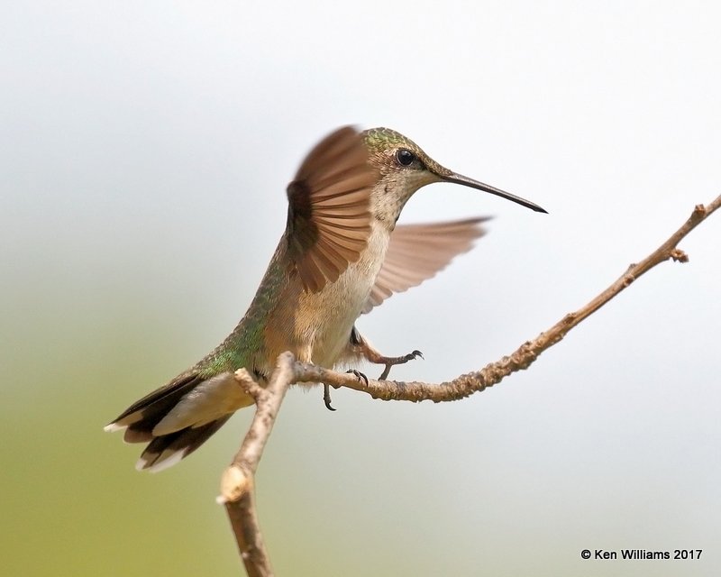 Ruby-throated Hummingbird immature male, Rogers Co yard, OK, 9-5-17, Jda_13533.jpg