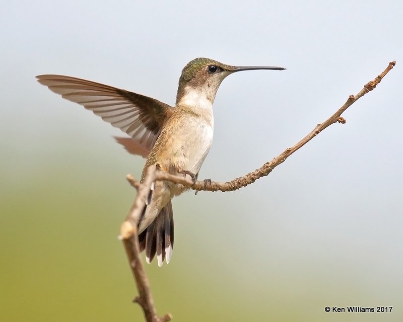 Ruby-throated Hummingbird immature male, Rogers Co yard, OK, 9-5-17, Jda_13539.jpg