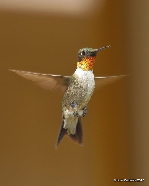 Ruby-throated Hummingbird male, Rogers Co yard, OK, 9-5-17, Jda_13621.jpg