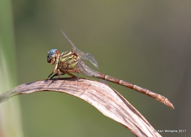 Russet-tipped Clubtail female, Below Fort Gibson Dam, Cherokee Co. OK, 10-6-17, Jda_14978.jpg