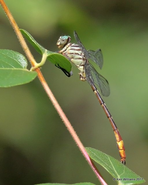 Russet-tipped Clubtail male, Below Fort Gibson Dam, Cherokee Co. OK, 10-6-17, Jda_15046.jpg