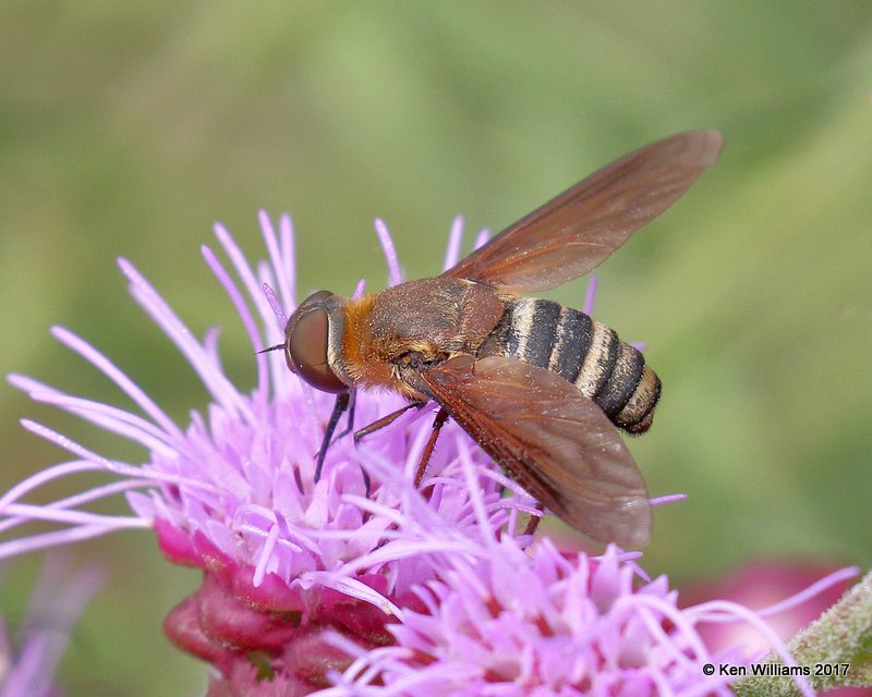 Villa Bee Fly, Tulsa Botanic Garden, Tulsa, OK, 9-12-17, Jda_13995.jpg