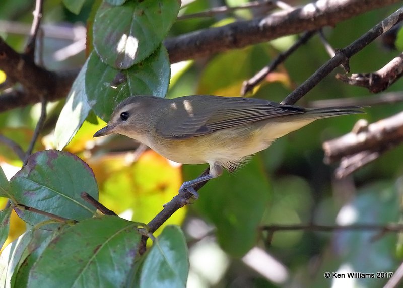 Warbling Vireo, Rogers Co yard, OK, 9-13-17, Jda_14108.jpg