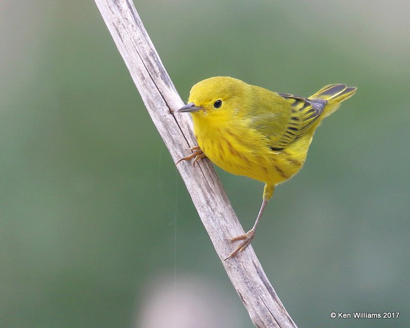 Yellow Warbler male, Rogers Co yard, OK, 9-12-17, Jda_13952.jpg