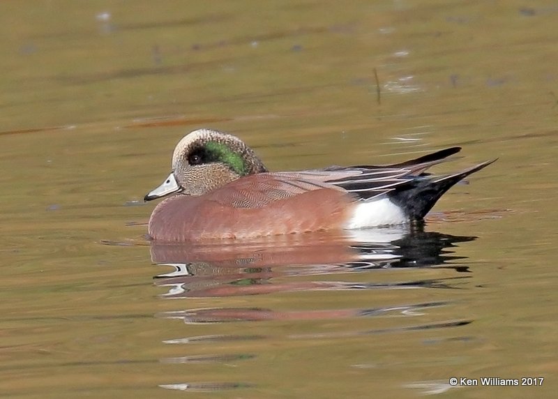 American Wigeon male, Tulsa Co, OK, 11-9-17, Jda_15515.jpg