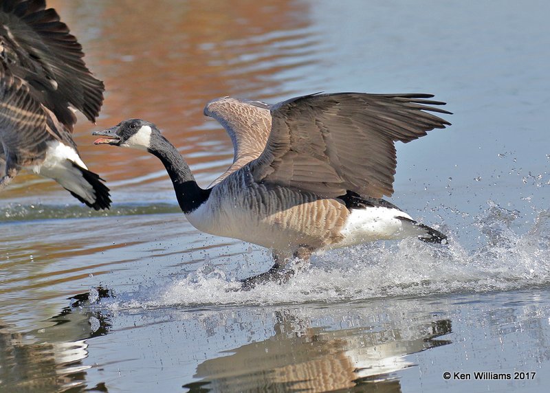 Canada Goose - Common, Tulsa Co, OK, 11-9-17, Jda_15503.jpg