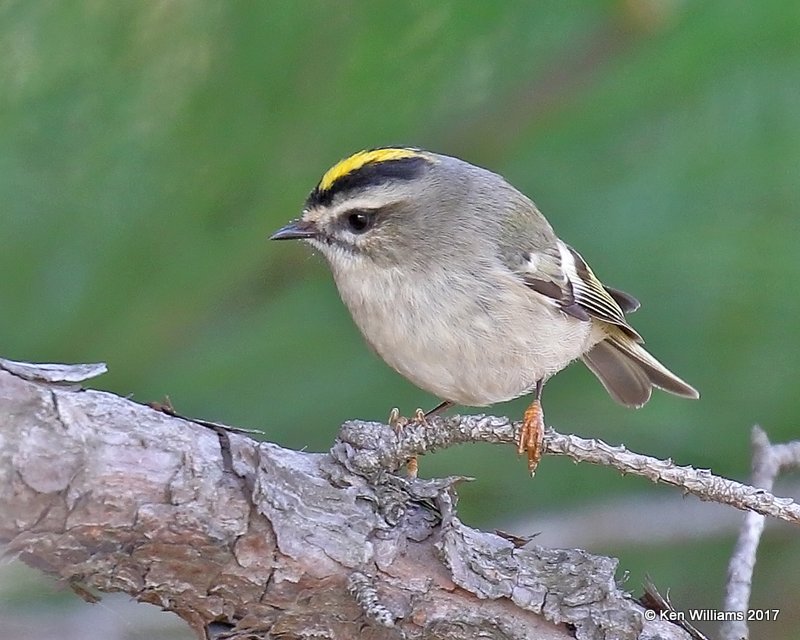 Golden-crowned Kinglet,, Osage Co, OK, 11-9-17, Jda_15666.jpg