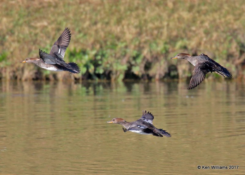 Hooded Merganser females, Tulsa Co, OK, 11-9-17, Jdaa_15447.jpg