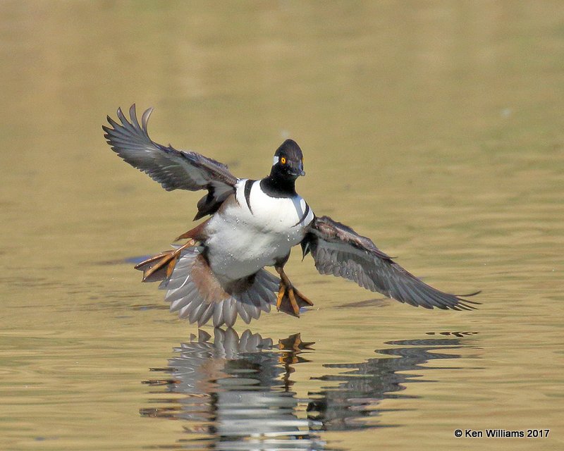 Hooded Merganser males, Tulsa Co, OK, 11-9-17, Jda_15472.jpg