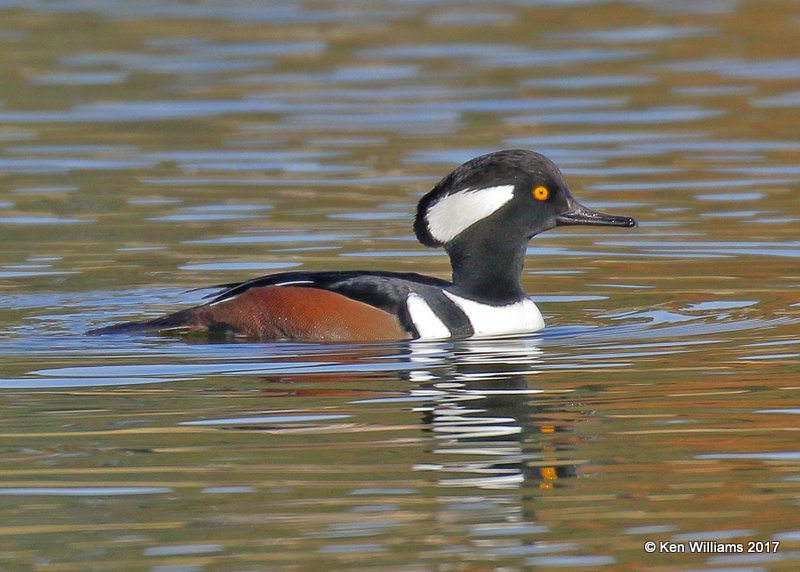 Hooded Merganser males, Tulsa Co, OK, 11-9-17, Jda_15486.jpg