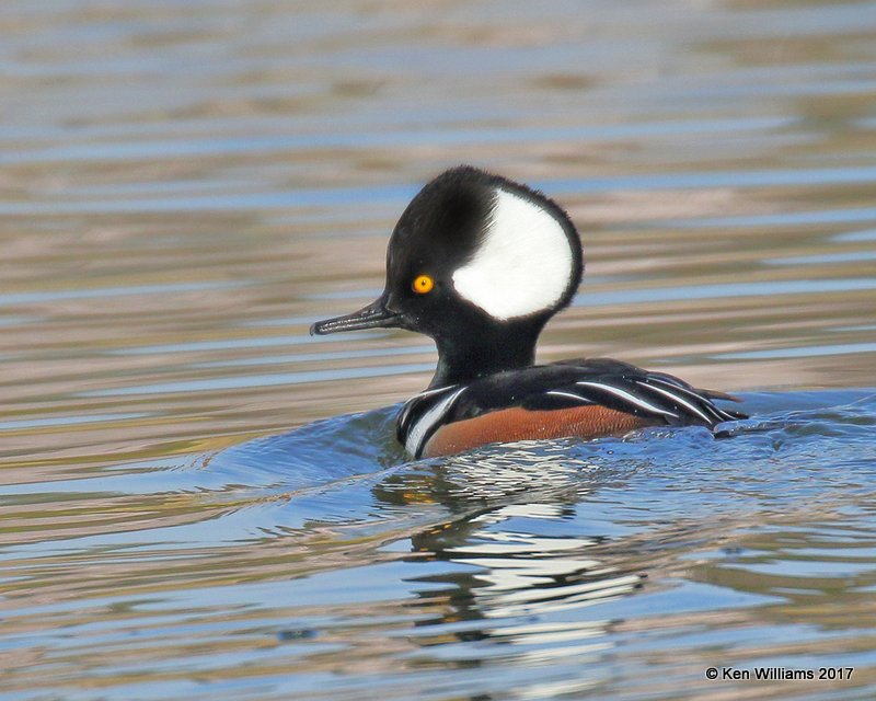 Hooded Merganser males, Tulsa Co, OK, 11-9-17, Jda_15495.jpg