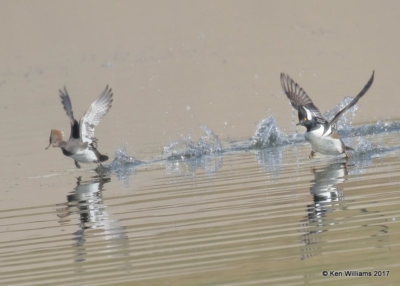 Hooded Merganser pair, Tulsa Co, OK, 11-9-17, Jda_15531.jpg