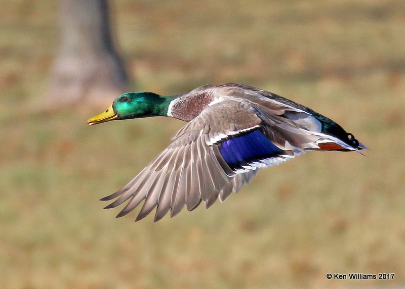 Mallard male, Tulsa Co, OK, 11-9-17, Jda_15459.jpg