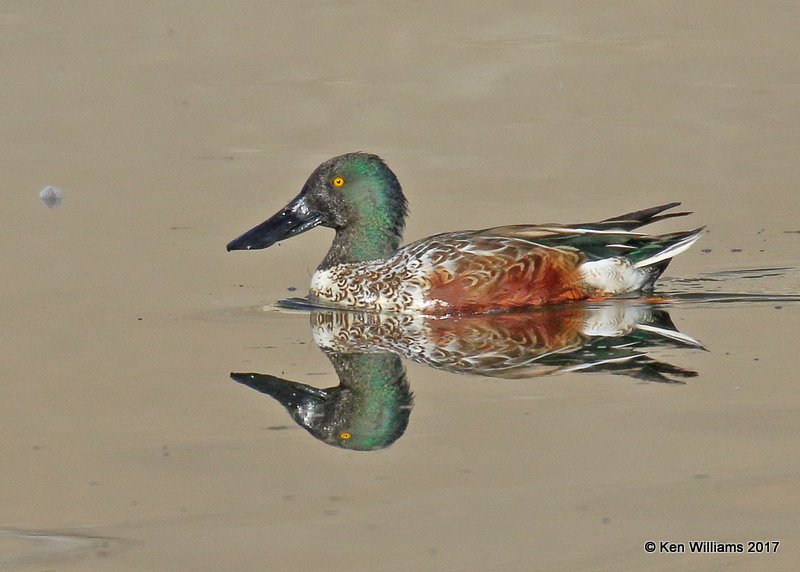 Northern Shoveler, Tulsa Co, OK, 11-9-17, Jda_15435.jpg