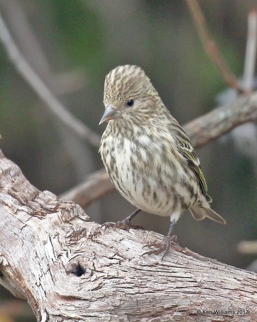 Pine Siskin, Rogers Co yard, OK, 11-12-17, Jda_15814.jpg