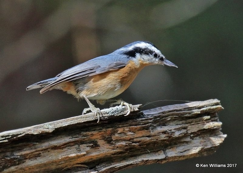 Red-breasted Nuthatch, Osage Co, OK, 11-9-17, Jda_15709.jpg