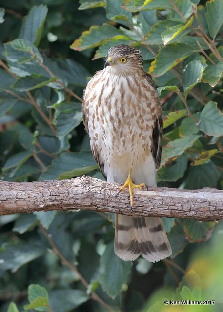 Sharp-shinned Hawk juvenile, Rogers Co yard, OK, 10-27-17, Jda_15311.jpg