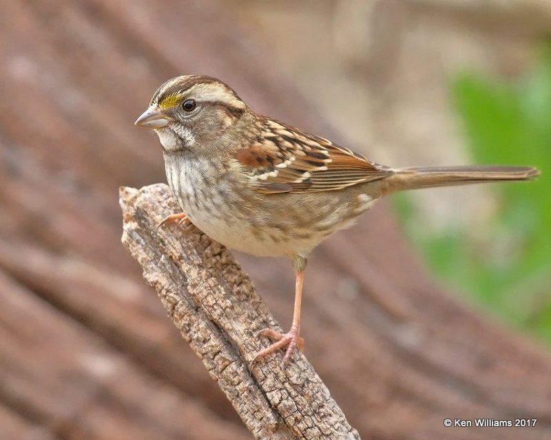 White-throated Sparrow, Rogers Co yard, OK, 11-12-17, Jda_15833.jpg