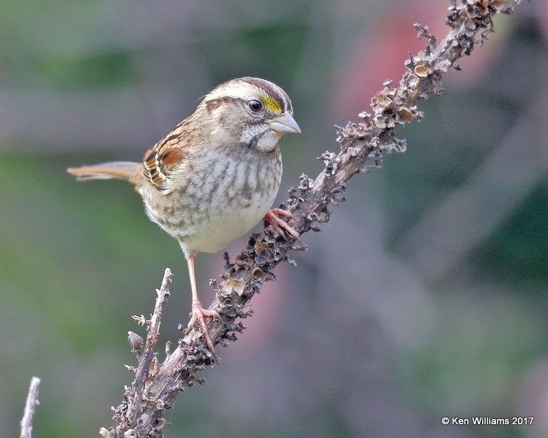 White-throated Sparrow, Rogers Co yard, OK, 11-12-17, Jda_15838.jpg