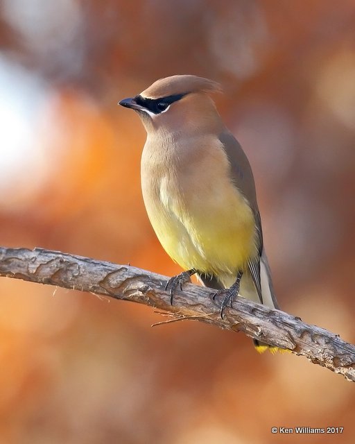 Cedar Waxwing, Rogers Co yard, OK, 11-26-17, Jda_16018.jpg