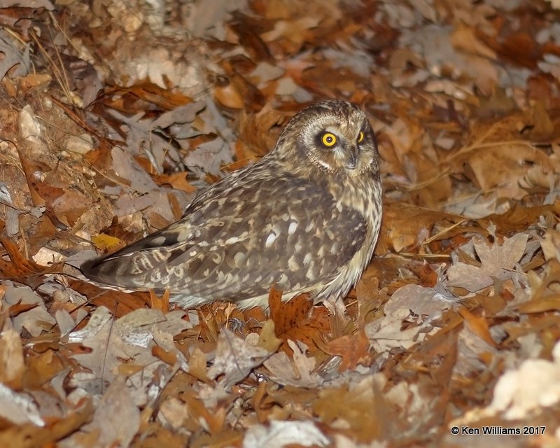 Short-eared Owl, Cherokee Co, OK, 11-15-17,  Jda_15973.jpg