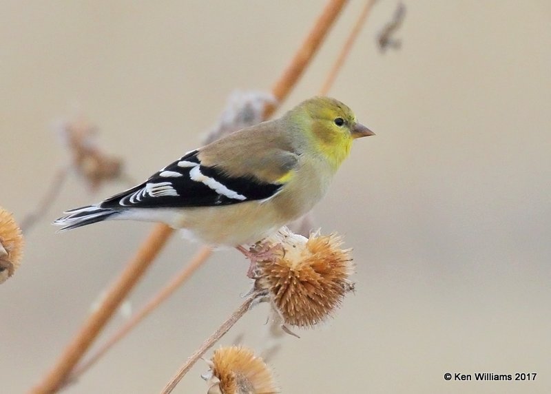 American Goldfinch male winter plumage, Black Mesa SP, Cimarron Co, OK, 11-28-17, Jda_3809.jpg