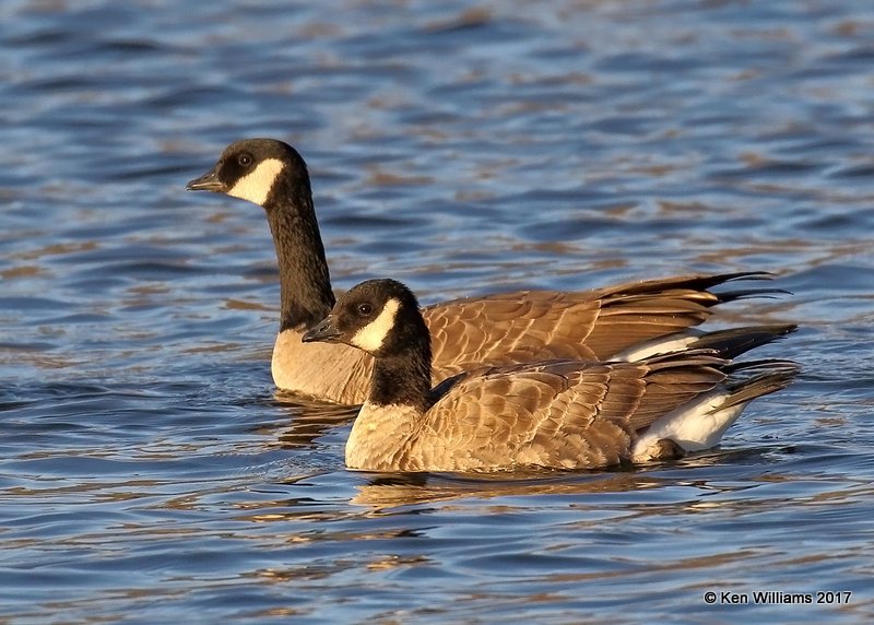 Cackling Goose - Richardsons, Sunset Lake, Texas, Co, OK ,11-27-17 Jda_3242.jpg