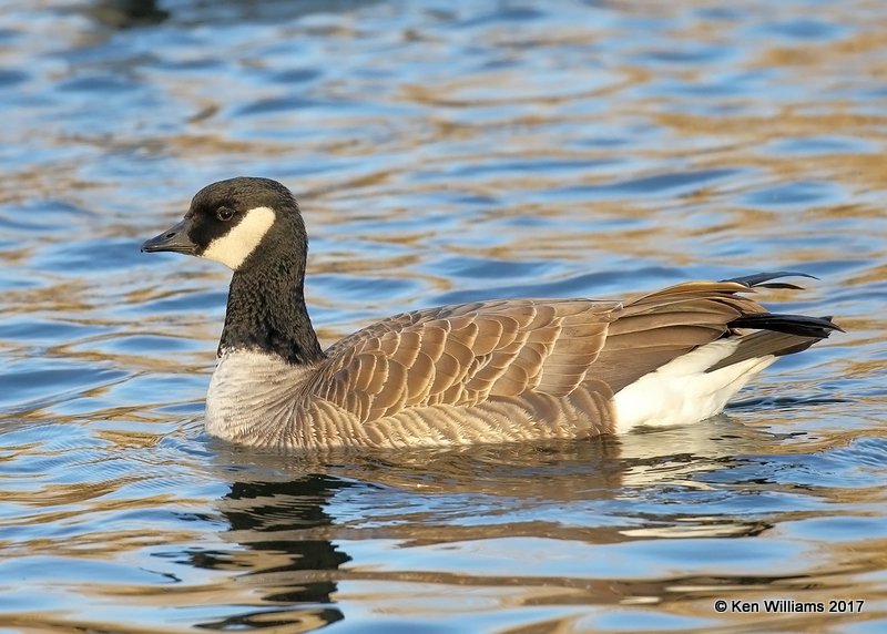 Cackling Goose - Richardsons, Sunset Lake, Texas Co, OK, 11-27-17, Jda_3281.jpg
