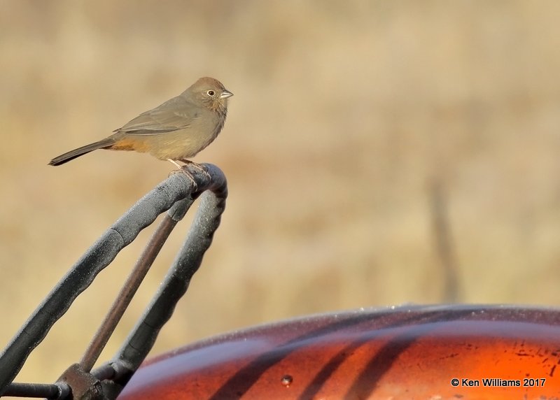 Canyon Towhee, Cimarron Co, OK, 11-29-17, Jda_54028.jpg