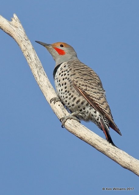 Northern Flicker - Red Shafted, Cimarron Co, OK, 11-29-17, Jda_54104.jpg