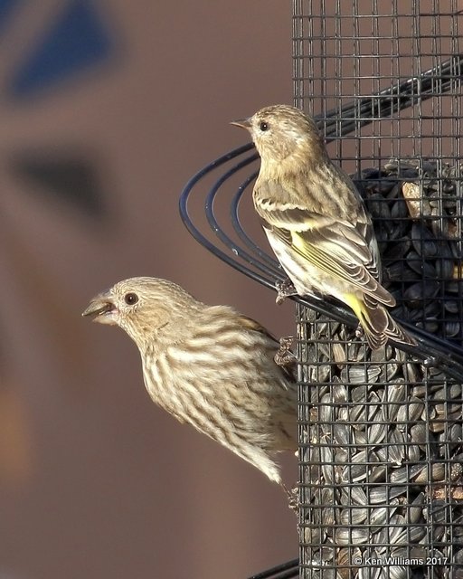 Pine Siskin & House Finch female, Cimarron Co, OK, 12-1-17, Jda_16106.jpg