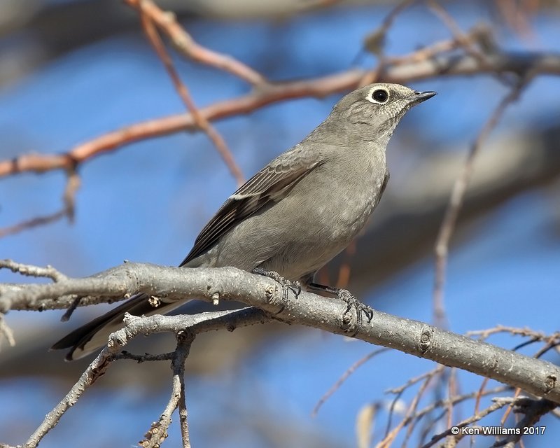 Townsend's Solitaire, below Optima Lake, Texas Co, OK, 11-27-17, Jda_2936.jpg