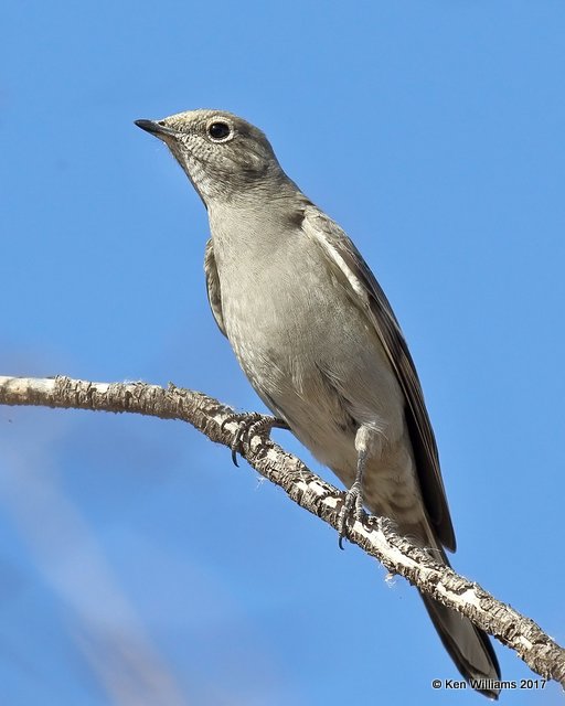 Townsend's Solitaire, below Optima Lake, Texas Co, OK, 11-27-17, Jda_2957.jpg