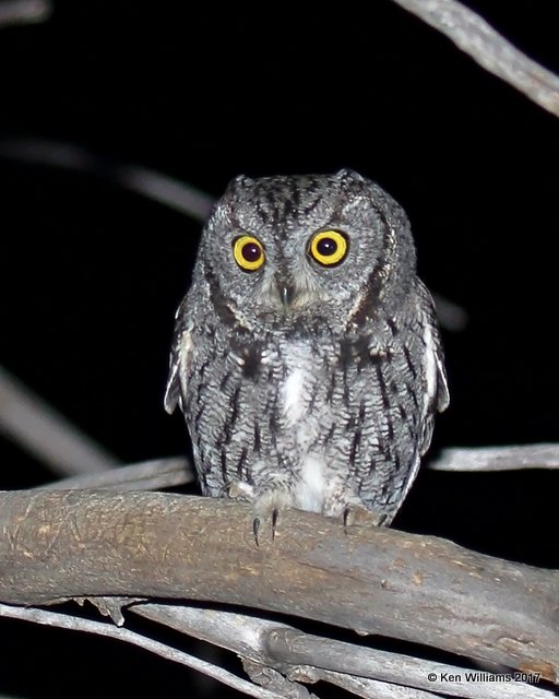 Western Screech-Owl, Cimarron Co, OK, 11-29-17, Jda_54872.jpg