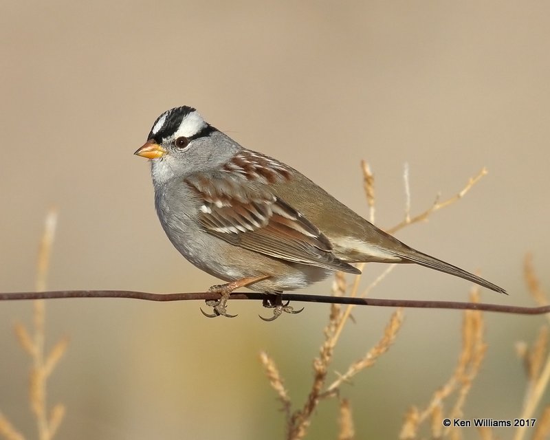 White-crowned Sparrow, Kenton, Cimarron Co, Cimarron Co, OK, 11-29-17, Jda_54140.jpg