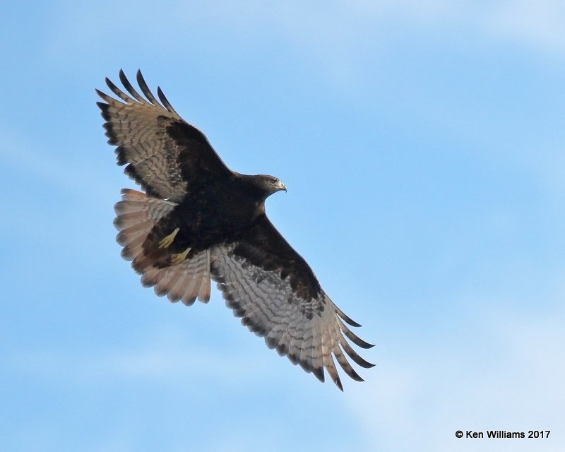 Red-tailed Hawk - Western dark phase, Osage Co, OK, 12-21-17, Jda_16991.jpg