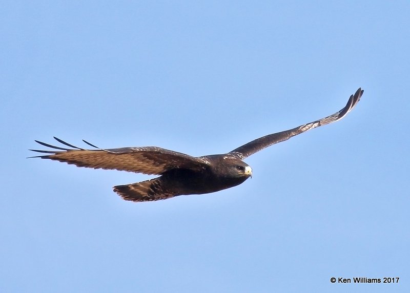 Rough-legged Hawk, dark-morph adult male, Osage Co, OK, 12-21-17, Jda_17102.jpg