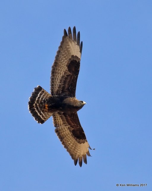 Rough-legged Hawk dark-morph adult male, Osage Co, OK, 12-21-17, Jda_17163.jpg