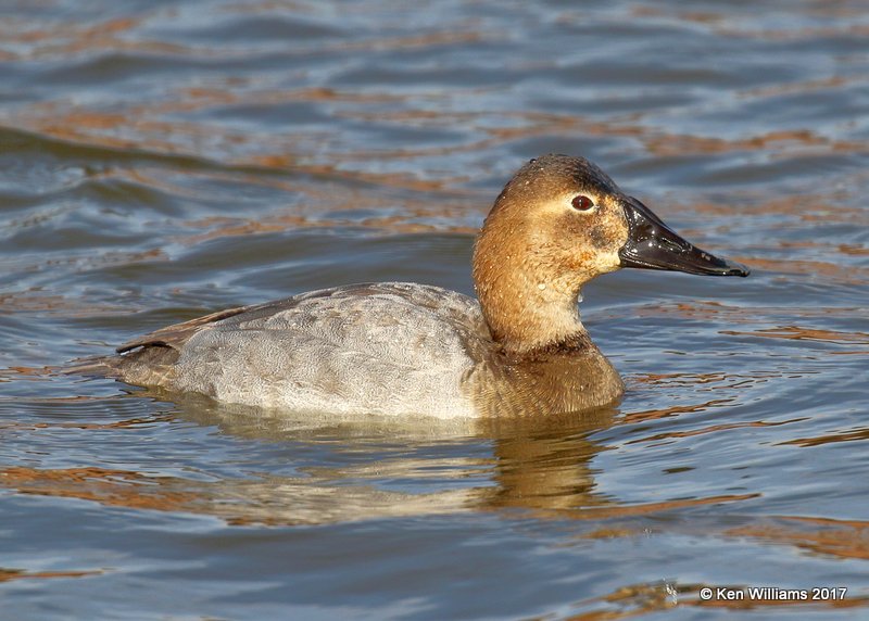 Canvasback female, Tulsa Co, OK, 12-26-17, Jda_17733.jpg