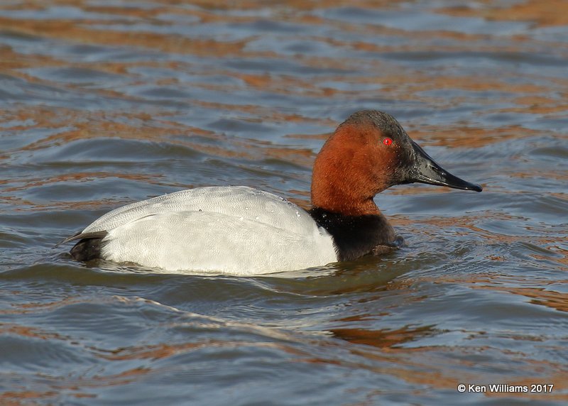 Canvasback male, Tulsa Co, OK, 12-26-17, Jda_17776.jpg