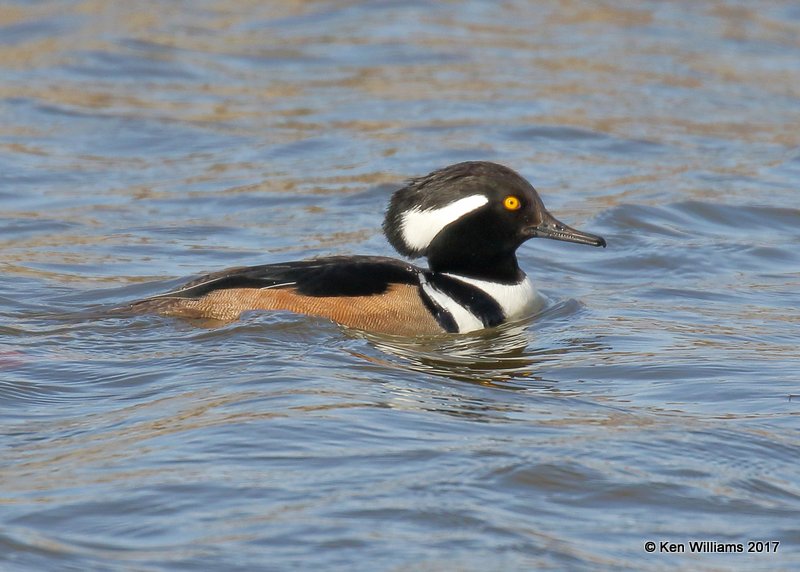 Hooded Merganser male, Tulsa Co, OK, 12-26-17, Jda_17800.jpg