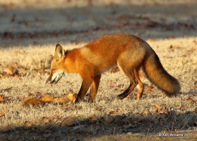 Red Fox, Tulsa Co, OK, 12-26-17, Jda_17619.jpg