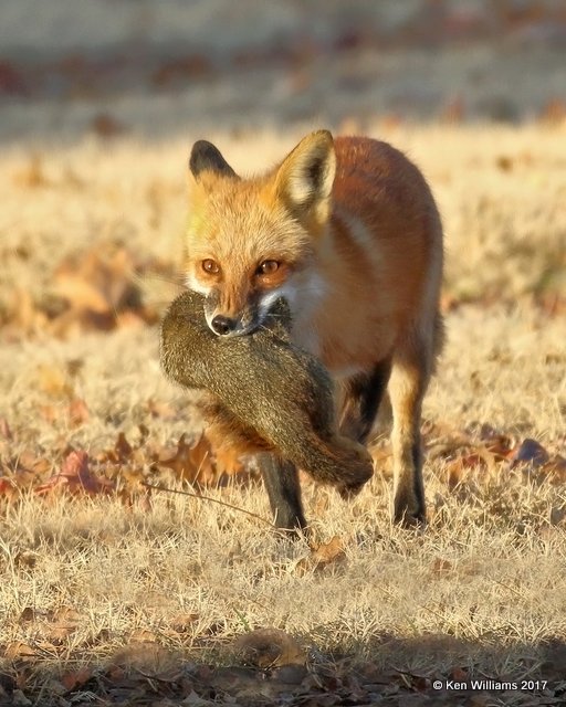 Red Fox, Tulsa Co, OK, 12-26-17, Jda_17621.jpg