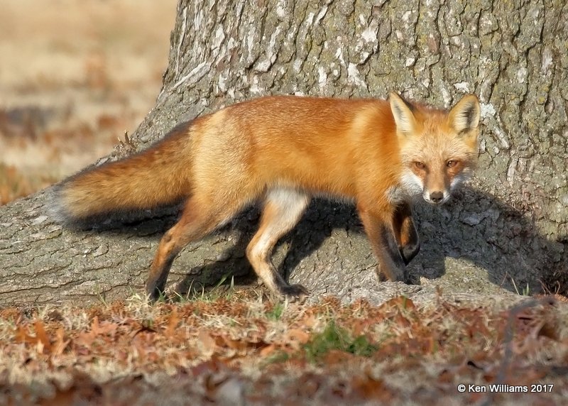 Red Fox, Tulsa Co, OK, 12-26-17, Jda_17660.jpg