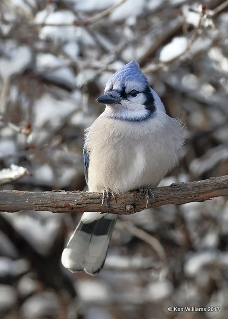 Bluejay, Rogers Co yard, OK, 12-24-17, Jda_17553.jpg