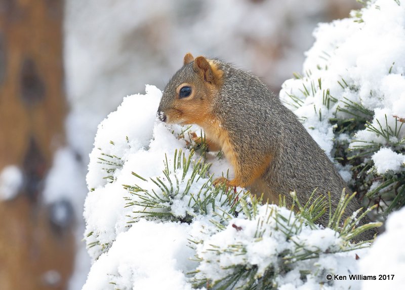 Eastern Fox Squirrel, Rogers Co yard, OK, 12-23-17, Jdaw_17213.jpg