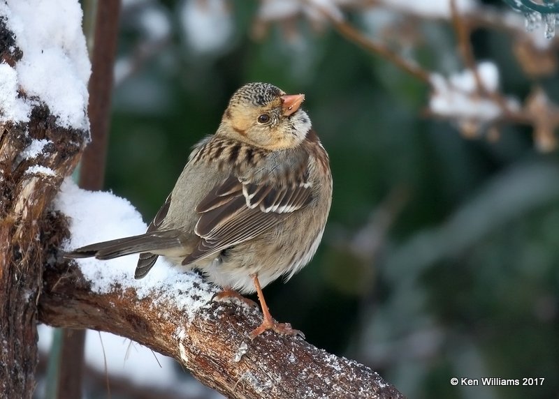 Harris's Sparrow, Rogers Co yard, OK, 12-23-17, Jda_17316.jpg