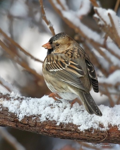 Harris's Sparrow, Rogers Co yard, OK, 12-23-17, Jda_17335.jpg