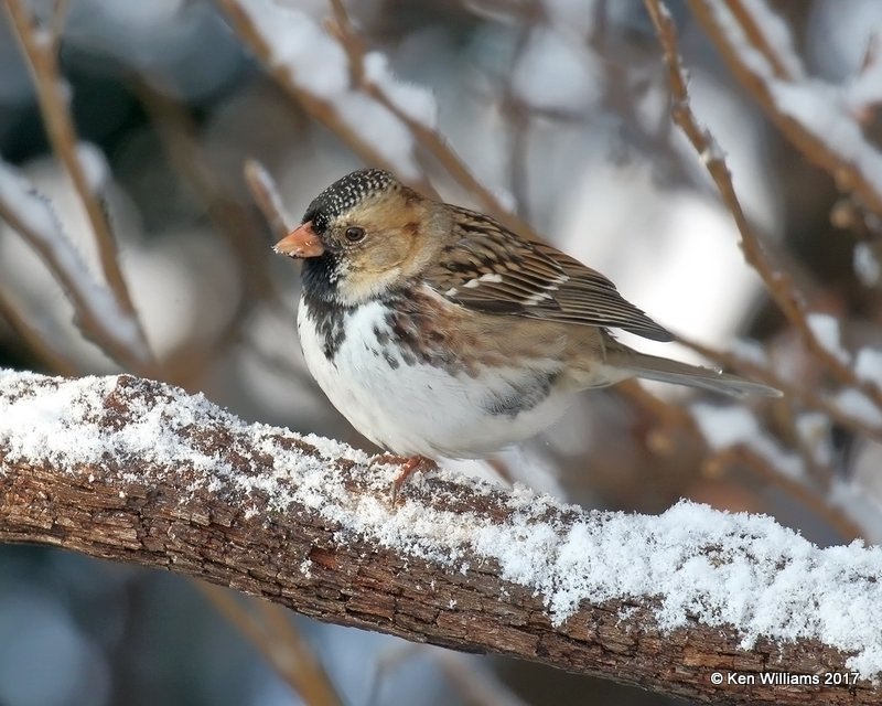 Harris's Sparrow, Rogers Co yard, OK, 12-23-17, Jda_17343.jpg